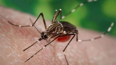 Alerta por el dengue, piden más controles