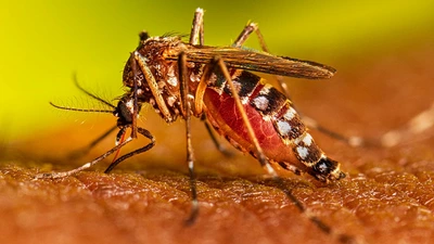 Continúa la preocupación por los brotes de dengue en Cali